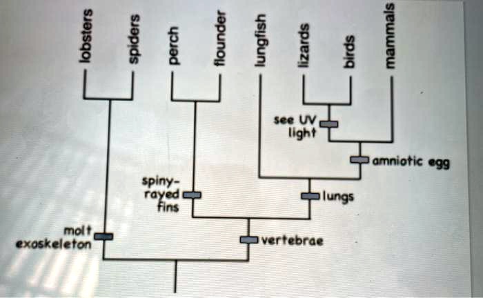 [GET ANSWER] molt exoskeleton lobsters spiders perch flounder lungfish ...