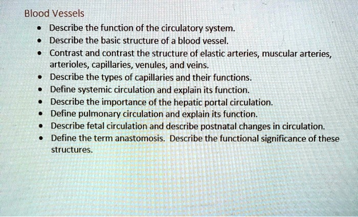 Solved Blood Vessels Describe The Function Of The Circulatory System Describe The Basic