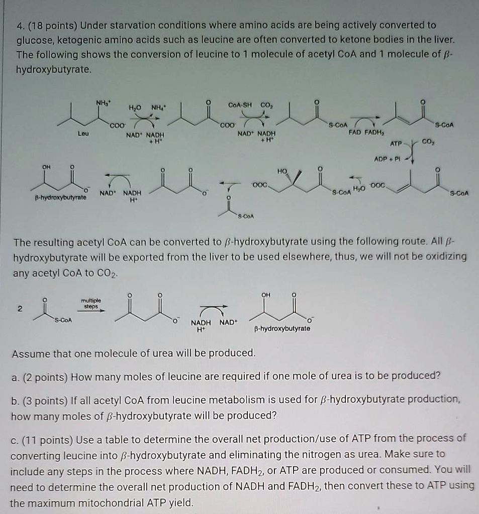 SOLVED:(18 points) Under starvation conditions where amino acids are ...