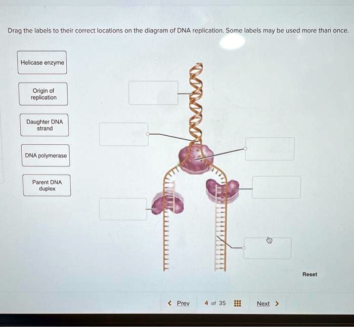 SOLVED Drag the labels to their correct locations on the diagram of
