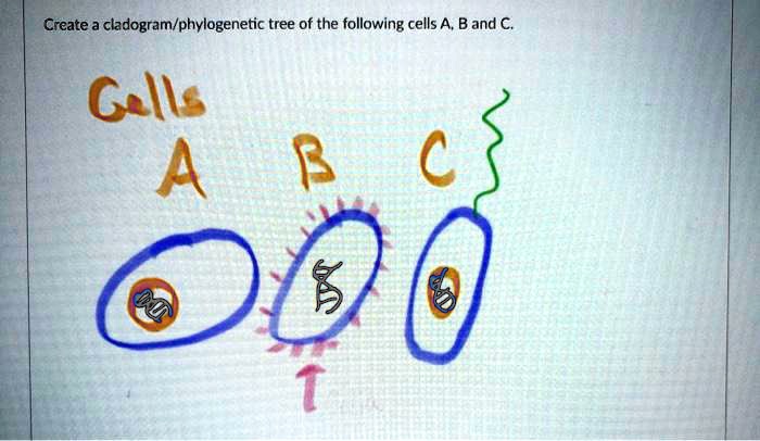 Create a cladogram/phylogenetic tree of the following cells A, B and C. Cells A B C