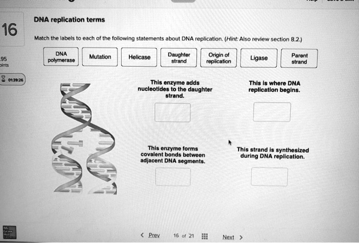 SOLVED: Text: DNA replication terms Match the labels to each of the