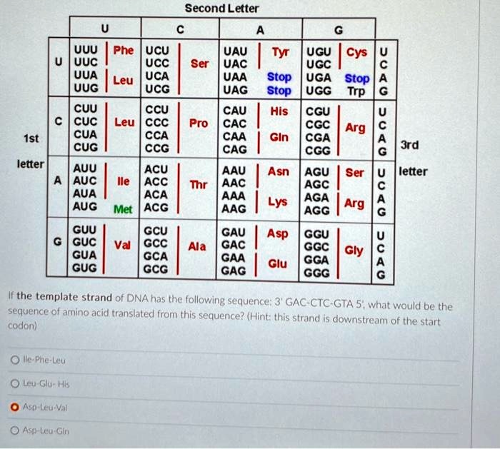 SOLVED If the template strand of DNA has the following sequence 3'GACCTCGTA 5, the correct