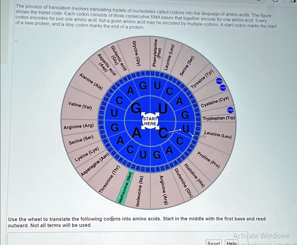 the process of translation involves translating triplets of nucleotides ...