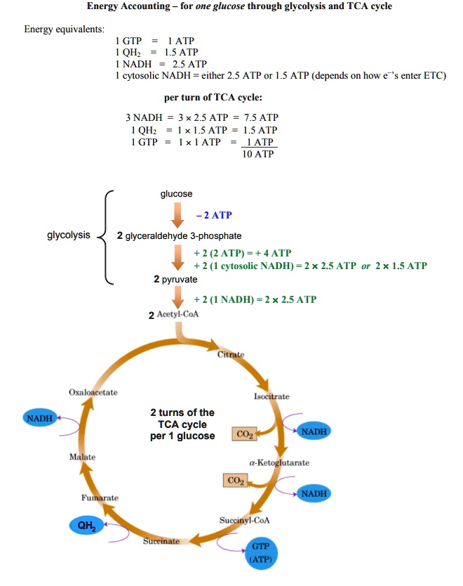 SOLVEDEnergy Accounting for one glucose through glycolysis and TCA