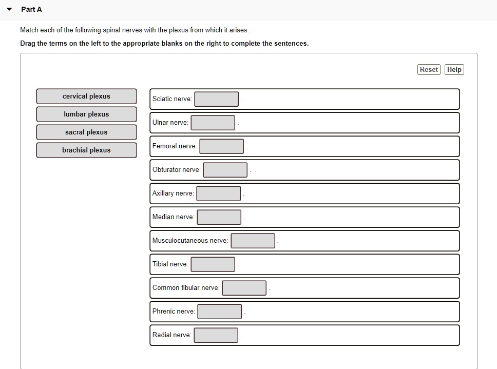 Part A Match each of the following spinal nerves with the plexus from which it arises. Drag the terms on the left to the appropriate blanks on the right to complete the sentences. cervical plexus Sciatic nerve: lumbar plexus Ulnar nerve: sacral plexus Femoral nerve: brachial plexus Obturator nerve: Axillary nerve: Median nerve: Musculocutaneous nerve: Tibial nerve: Common fibular nerve: Phrenic nerve: Radial nerve: