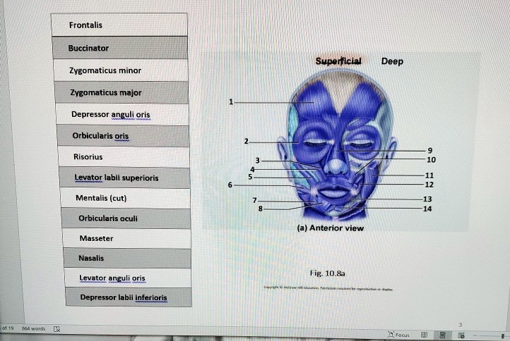 SOLVED Frontalis Buccinator Superficial Deep Zygomaticus minor