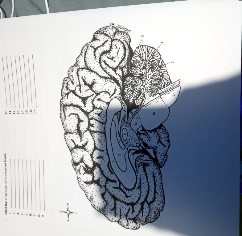 SOLVED: label the structure of the human brain Label the structures of