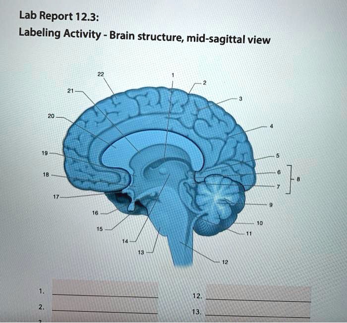 lab report 123 labeling activity brain structure mid sagittal view 39772