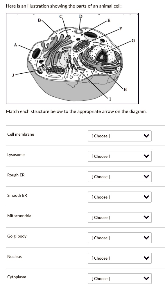 SOLVED: Here is an illustration showing the parts of an animal cell ...