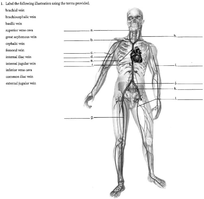 SOLVED: Label the following illustration using the terms provided ...