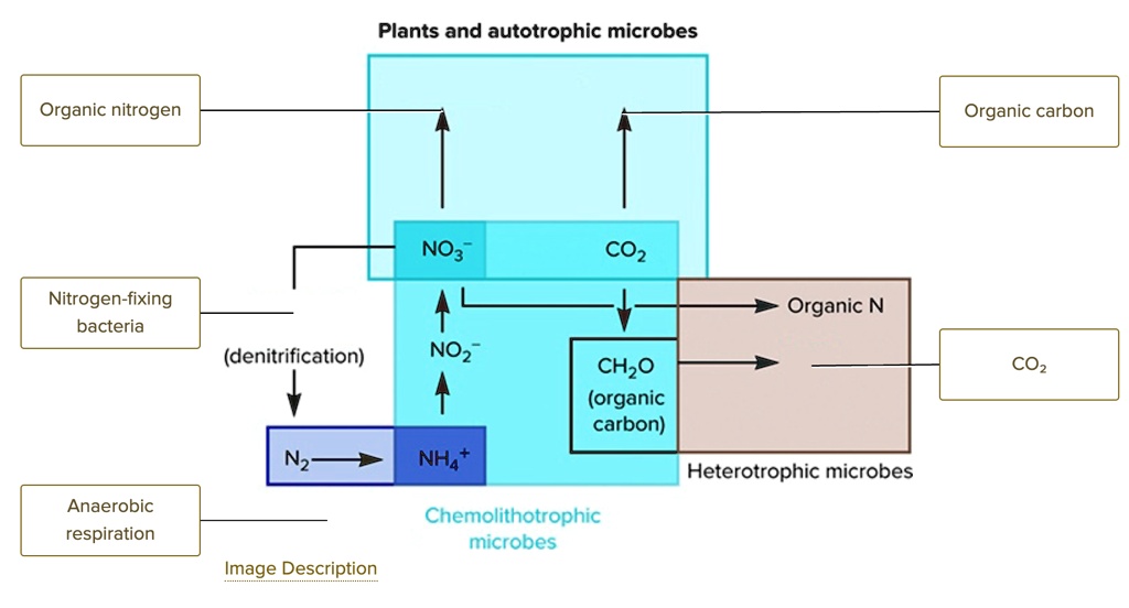 Organic nitrogen
Nitrogen-fixing
bacteria
Plants and autotrophic microbes
Organic carbon
NO3^- 
CO2
?
Organic N
(denitrification)
NO2^- 
CH2O
(organic
carbon)
CO2
Heterotrophic microbes
N2
NH4^+ 
Anaerobic
respiration
Chemolithotrophic
microbes
Image Description