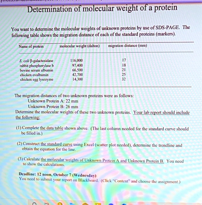 SOLVED: Determination of Molecular Weight of a Protein You want to