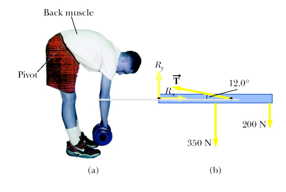 Pivot Back muscle (a) Rx T⃗ Ry 12.0° 350 N (b) 200 N