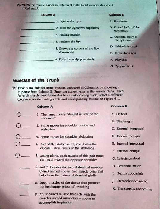 SOLVED Match the muscle names in Column B to the facial muscles