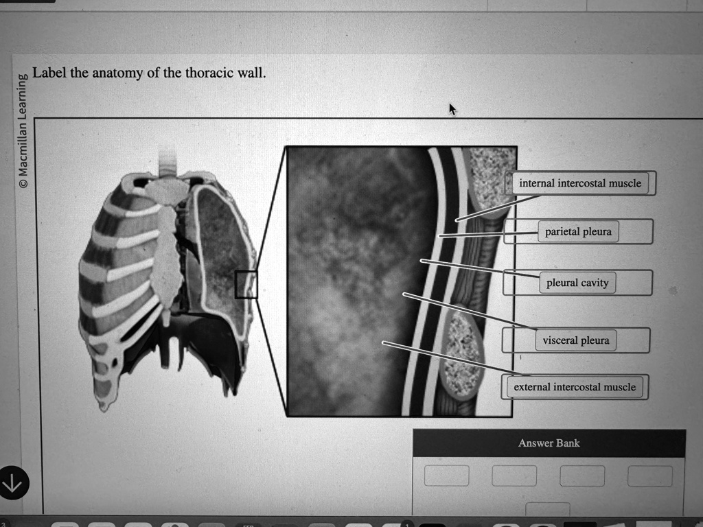 Label the anatomy of the thoracic wall. Label the anatomy of the ...