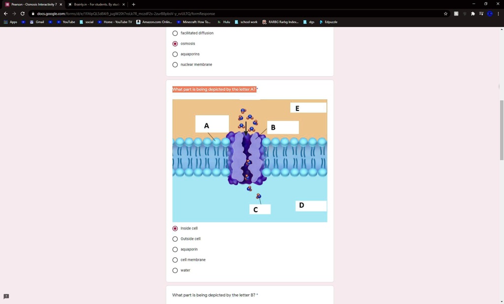 facilitated diffusion
osmosis
aquaporins
nuclear membrane
What part is being depicted by the letter A?
E
A
B
Inside cell
Outside cell
aquaporin
cell membrane
water
D
C
What part is being depicted by the letter B?