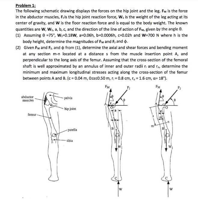 SOLVED: Problem 1: The following schematic drawing displays the forces ...