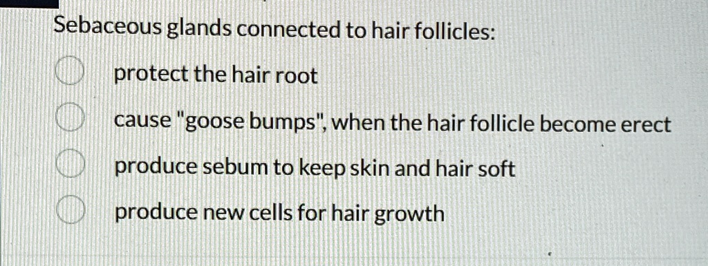 sebaceous glands connected to hair follicles protect the hair root ...