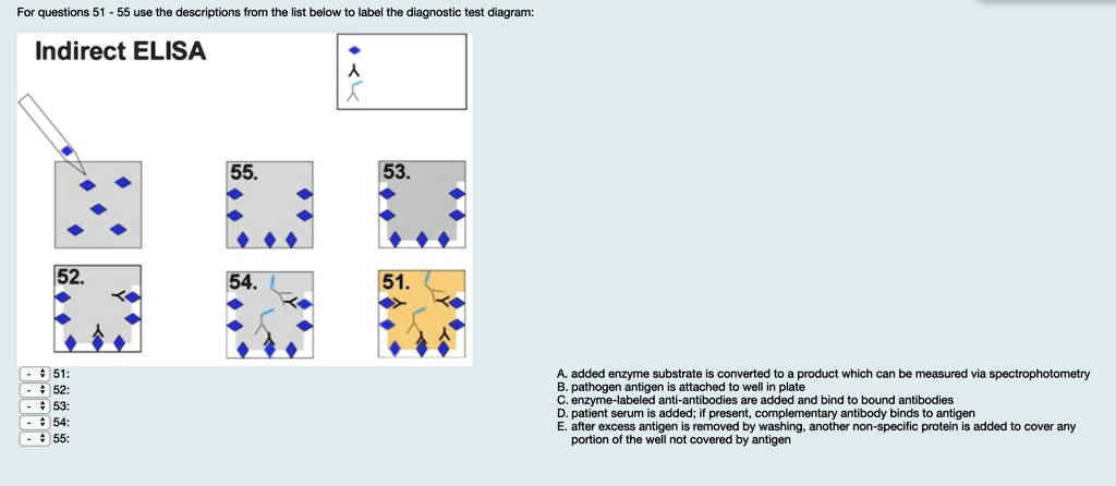 Jabel the diagnostic test diagram: Indirect ELISA 55 53 51 An added ...