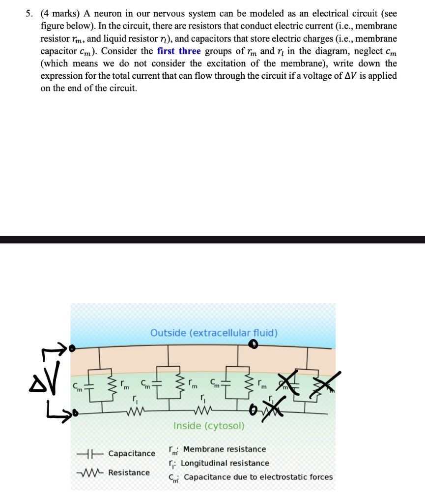 SOLVED (4 marks) A neuron in our nervous system can be modeled as an