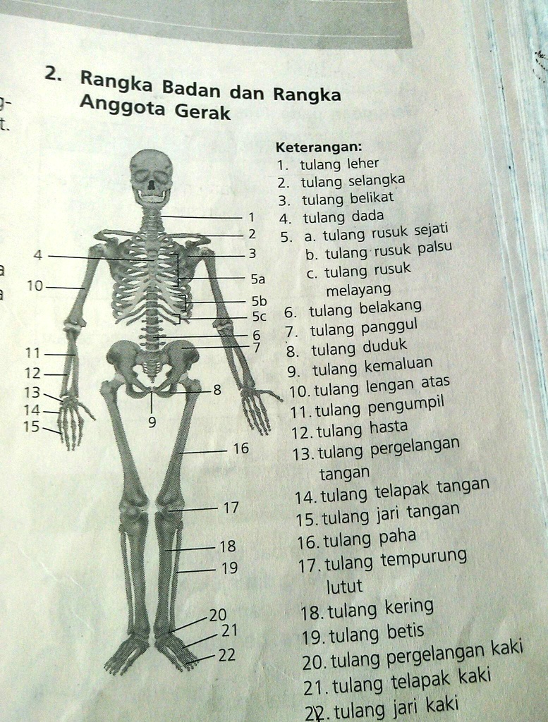 Solved Rangka Manusia Dan Fungsinya 2 Rangka Badan Dan Rangka Anggota