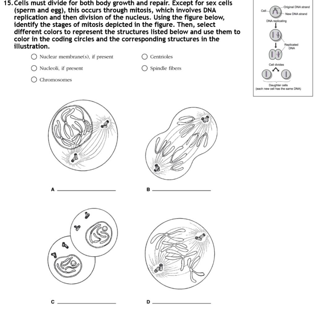 SOLVED:15.Cells must divide for both body growth and repair: Except for ...