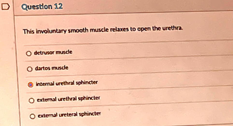 question 12 this involuntary smooth muscle relaxes to open the urethra odetrusor muscle odartos muscle internal urethral sphincter external urethral sphincter external ureteral sphincter 50862