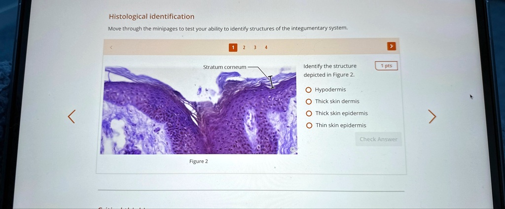 SOLVED: Histological identification Move through the minipages to test ...