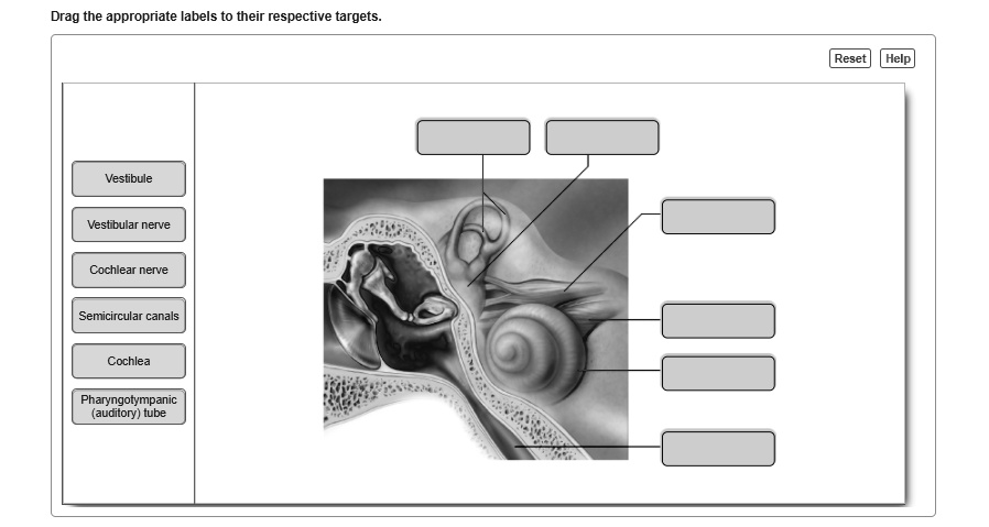 Drag The Appropriate Labels To Their Respective Targets Reset Help ...