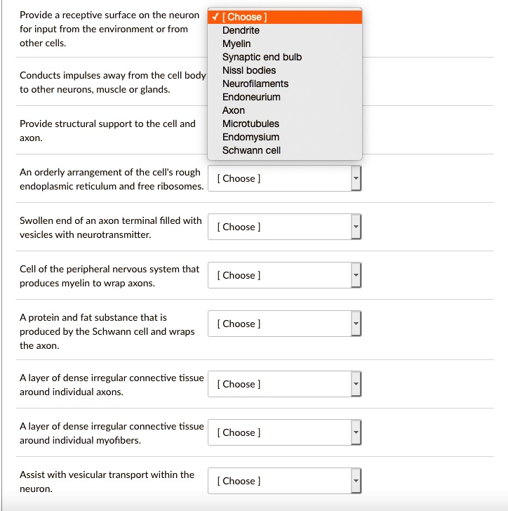 SOLVED Provide receptive surface on the neuron for input from the