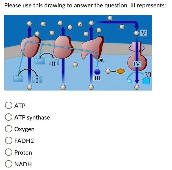 SOLVED:Please use this drawing to answer the question: IIl represents ...