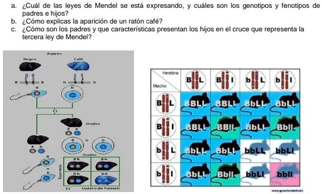 SOLVED: me ayudan porfa es para mañana :( iCuál de las leyes de Mendel ...