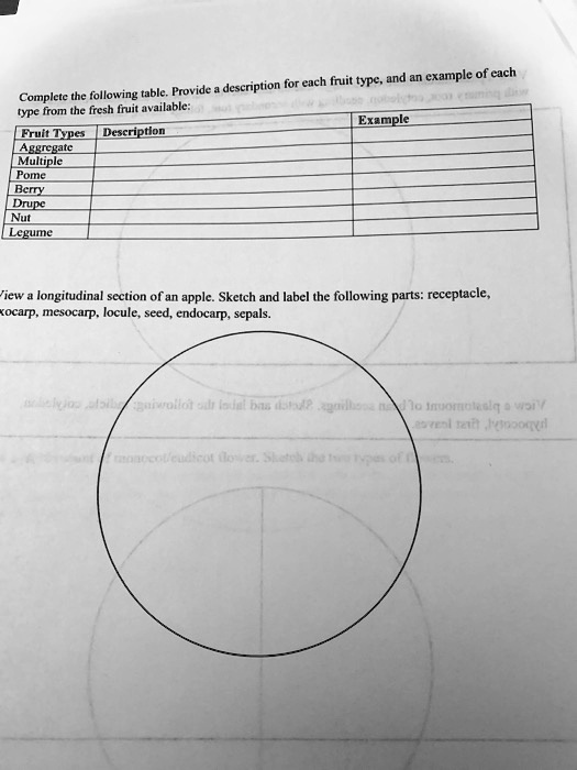 Complete the following table. Provide a description for each fruit type, and an example of each type from the fresh fruit available:

Fruit Types | Description | Example
Aggregate | | 
Multiple | | 
Pome | | 
Berry | | 
Drupe | | 
Nut | | 
Legume | | 

View a longitudinal section of an apple. Sketch and label the following parts: receptacle, exocarp, mesocarp, locule, seed, endocarp, sepals.