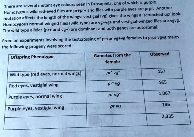 There are several mutant eye colours seen in Drosophila, one of which is purple.
Homozygous wild red-eyed flies are pr+pr+ and flies with purple eyes are prpr. Another
mutation affects the length of the wings: vestigial (vg) gives the wings a 'scrunched up' look.
Homozygous normal-winged flies (wild type) are vg+vg+ and vestigial-winged flies are vgvg.
The wild type alleles (pr+ and vg+) are dominant and both genes are autosomal.
From an experiments involving the testcrossing of pr+pr vg+vg females to prpr vgvg males
the following progeny were scored:

Offspring Phenotype | Gametes from the female | Observed
Wild type (red eyes, normal wings) | pr+ vg+ | 157
Red eyes, vestigial wing | pr+ vg | 965
Purple eyes, normal wing | pr vg+ | 1,067
Purple eyes, vestigial wing | pr vg | 146
Total | | 2,335