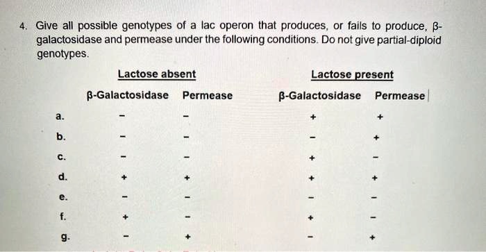 SOLVED: Give all possible genotypes of a lac operon that produces, or ...