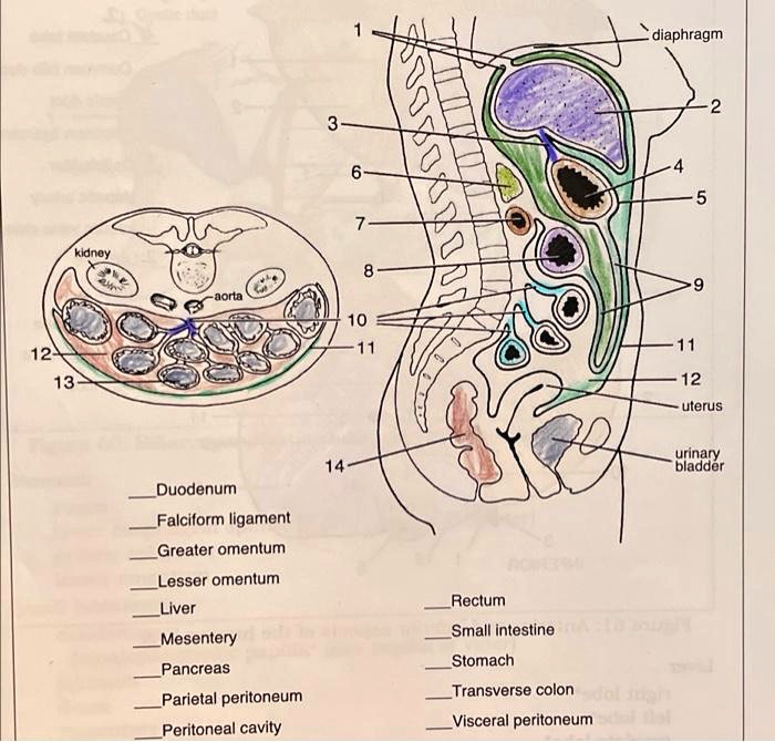 SOLVED: Diaphragm 6 7 Kidney 8 Aorta 10 11 11 13 12 Uterus Urinary ...