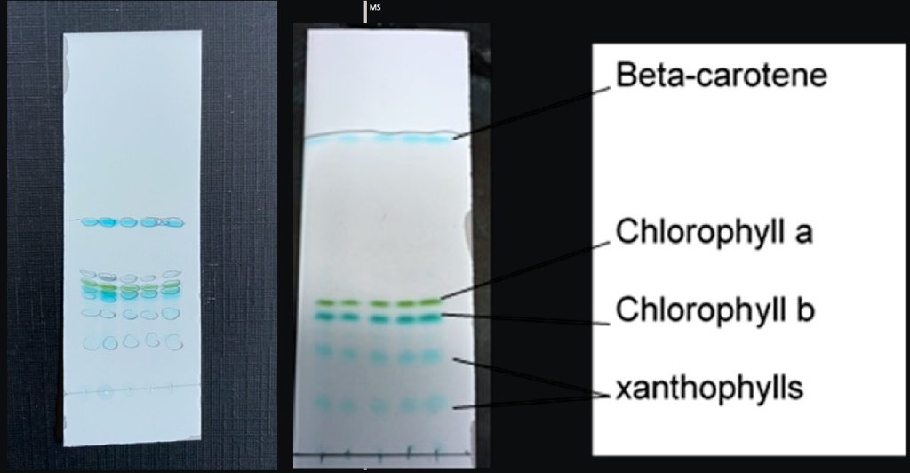 SOLVED:Beta-carotene Chlorophyll A 83833 CC ~ocos Chlorophyll B ...