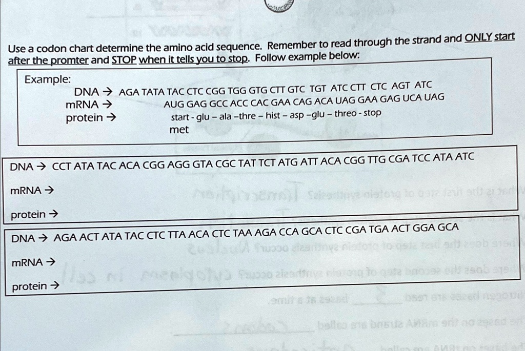 SOLVED Use a codon chart to determine the amino acid sequence