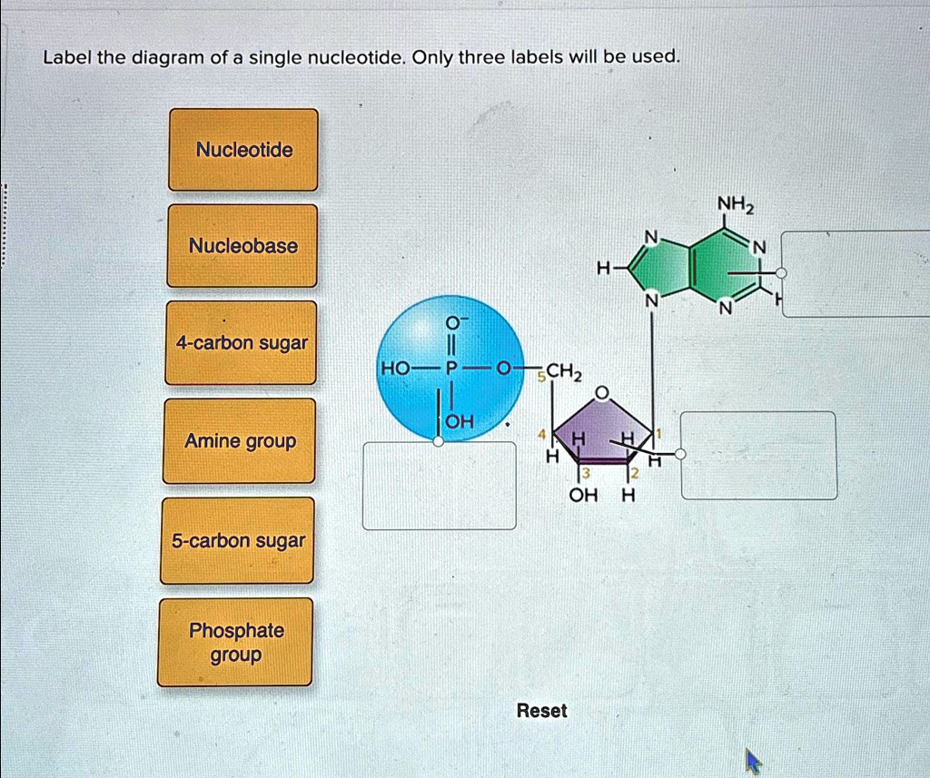 Solved Label The Diagram Of A Single Nucleotide Only Three Labels