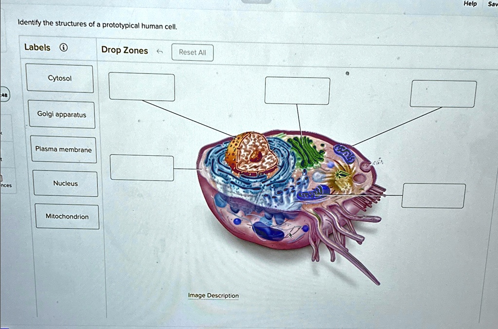 Help Save Identify the structures of a prototypical human cell. Help ...