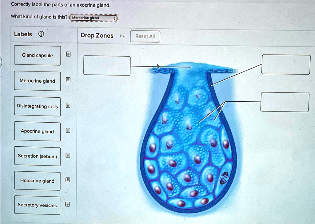 SOLVED: Correctly label the parts of an exocrine gland. What kind of ...