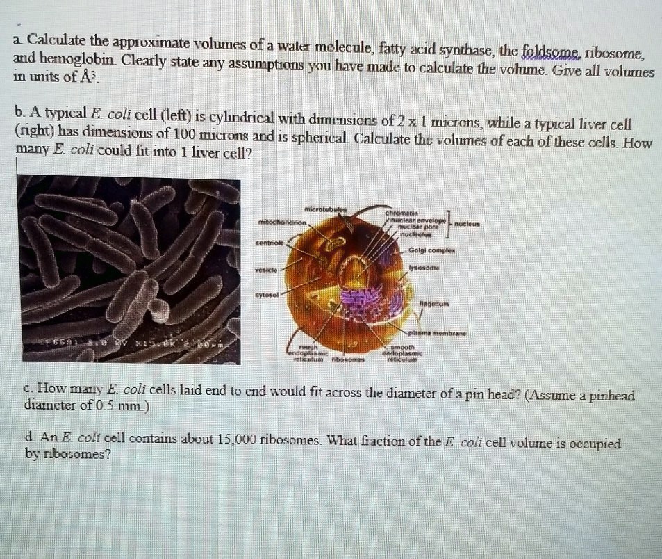 a. Calculate the approximate volumes of a water molecule, fatty acid synthase, the foldsome, ribosome, and hemoglobin. Clearly state any assumptions you have made to calculate the volume. Give all volumes in units of Å³.

b. A typical E. coli cell (left) is cylindrical with dimensions of 2 x 1 microns, while a typical liver cell (right) has dimensions of 100 microns and is spherical. Calculate the volumes of each of these cells. How many E. coli could fit into 1 liver cell?

c. How many E. coli cells laid end to end would fit across the diameter of a pin head? (Assume a pinhead diameter of 0.5 mm.)

d. An E. coli cell contains about 15,000 ribosomes. What fraction of the E. coli cell volume is occupied by ribosomes?