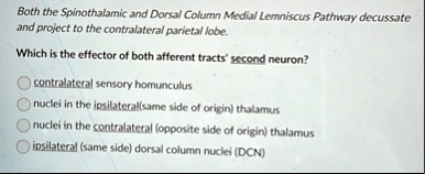 both the spinothalamic and dorsal column medial lemniscus pathway decussate and project to the contralateral parietal lobe which is the effector of both afferent tracts second neuron contral 55586
