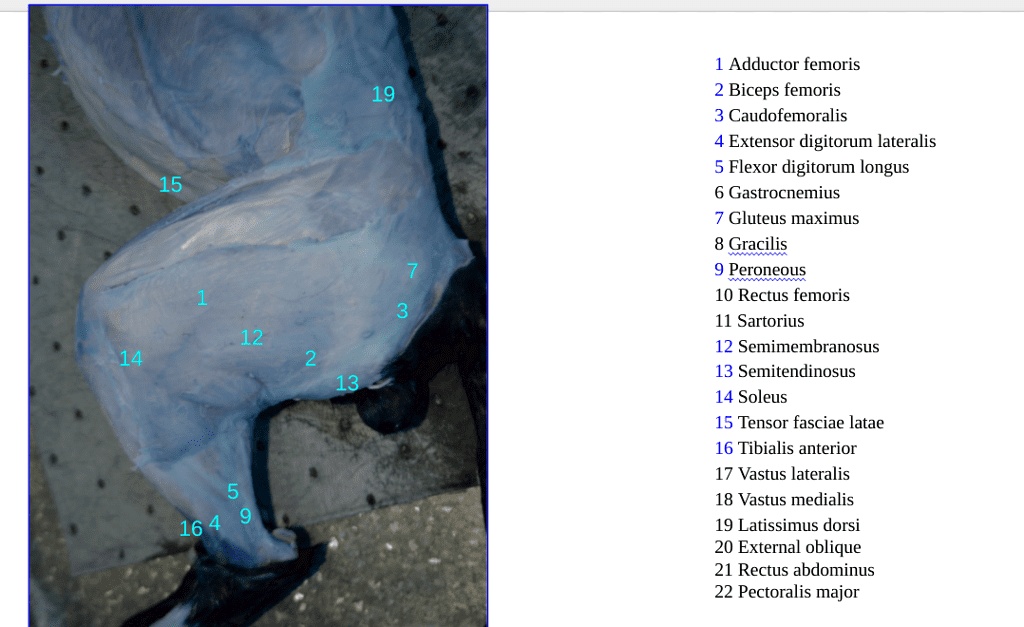 1 Adductor femoris 2 Biceps femoris 3 Caudofemoralis 4 Extensor ...