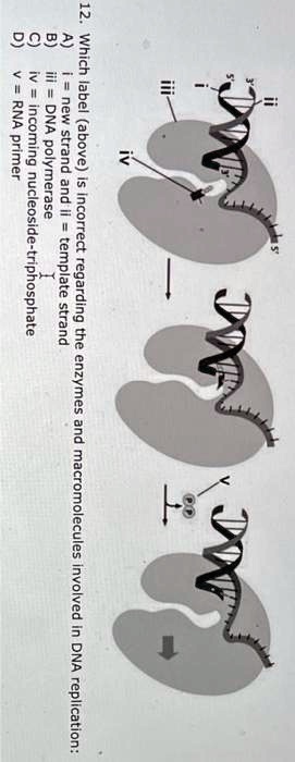 Incorrect Dna Replication iv 12. Which label (above) is incorrect regarding the enzymes and ...