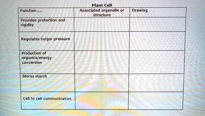 solved-plant-cell-function-associated-organelle-or-structure-drawing