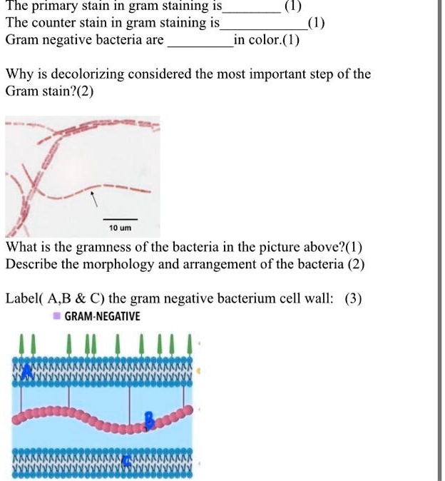 SOLVED: The Primary Stain In Gram Staining IS The Counter Stain In Gram ...