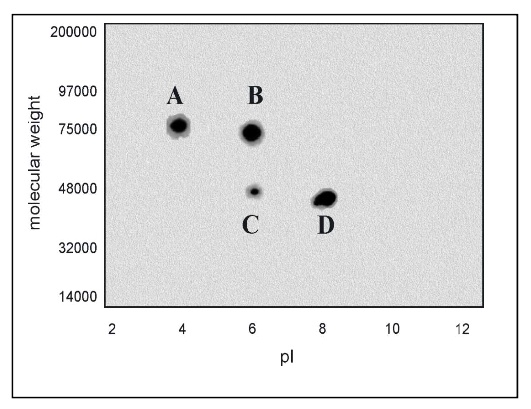 SOLVED: Q8: Two-dimensional gel electrophoresis of a mixture of four ...