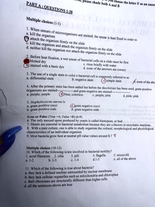 gram stain multiple choice questions